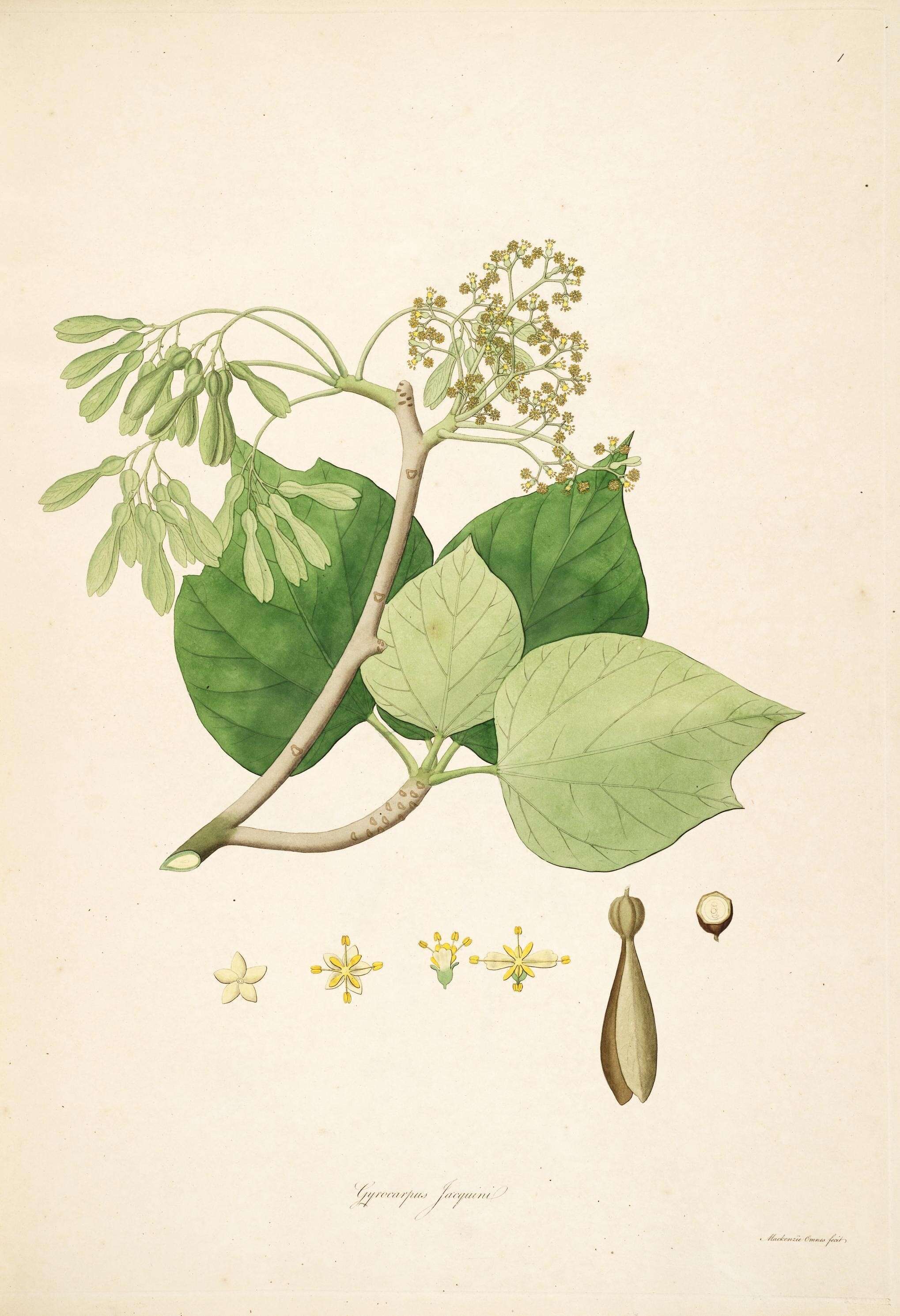 Image of Gyrocarpus americanus subsp. americanus