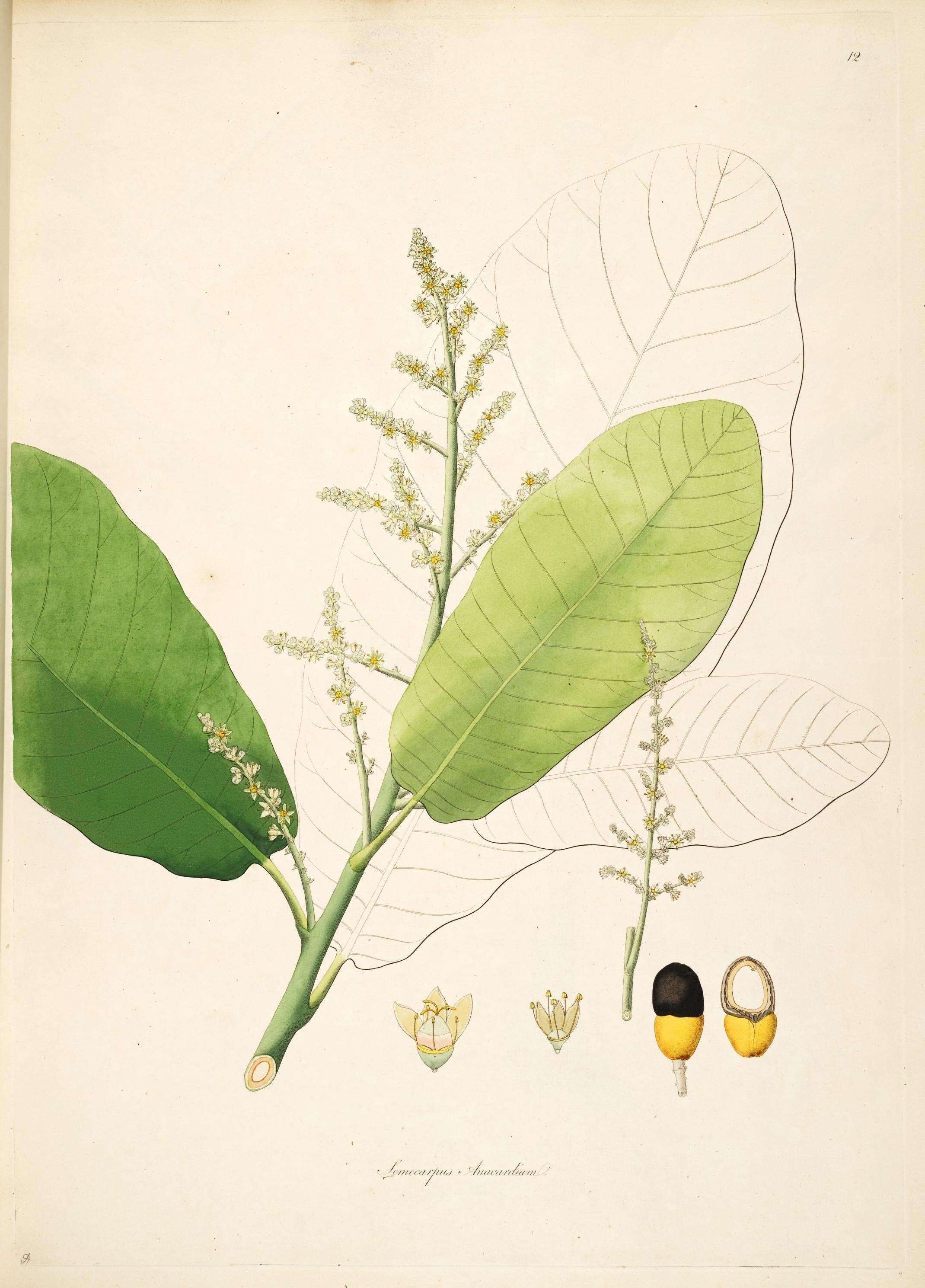 Image de Semecarpus anacardium L. fil.