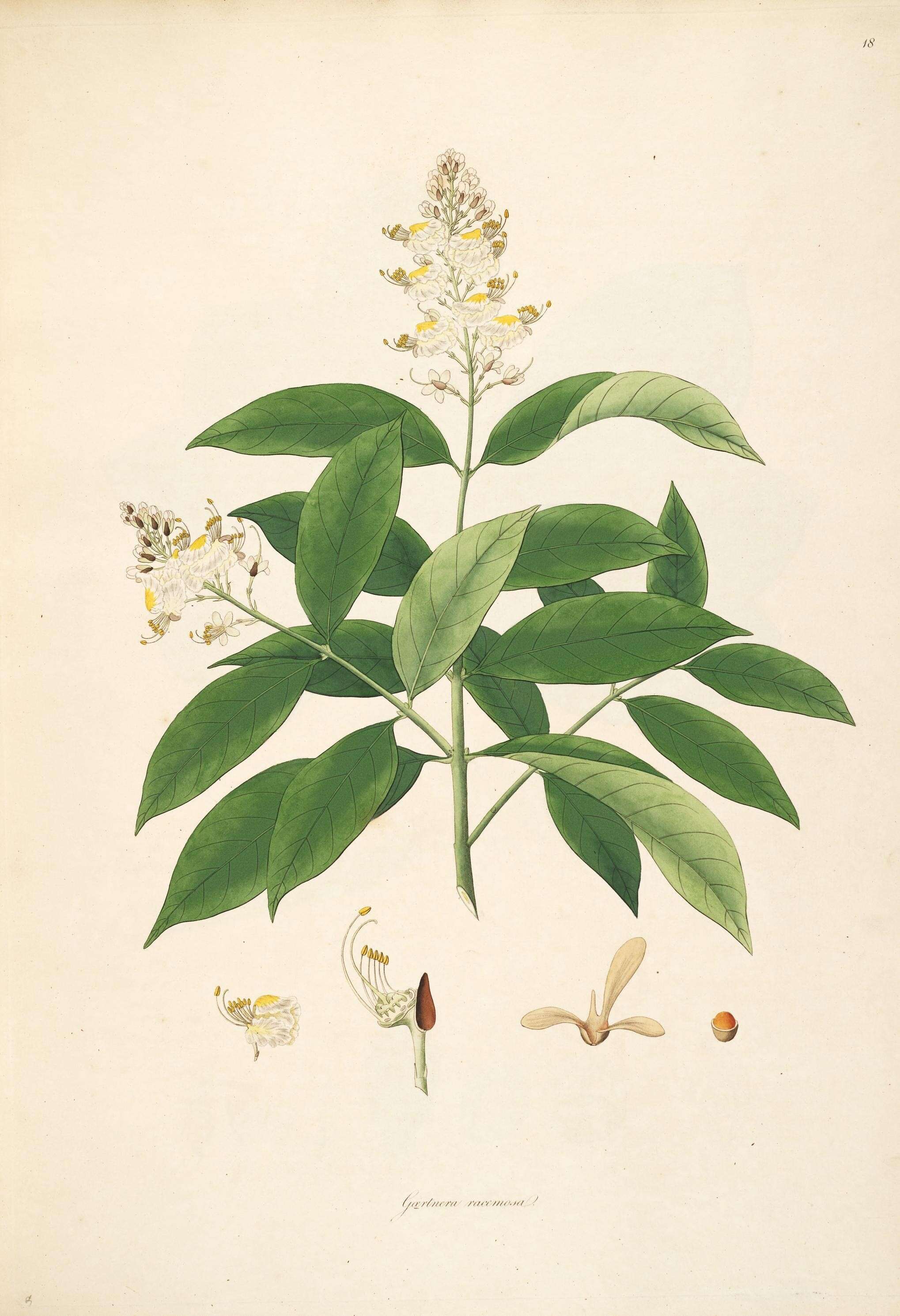 Image of Barbados cherry family 