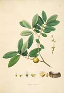 Image de Diospyros melanoxylon Roxb.