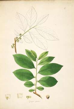 Diospyros sylvatica Roxb.的圖片