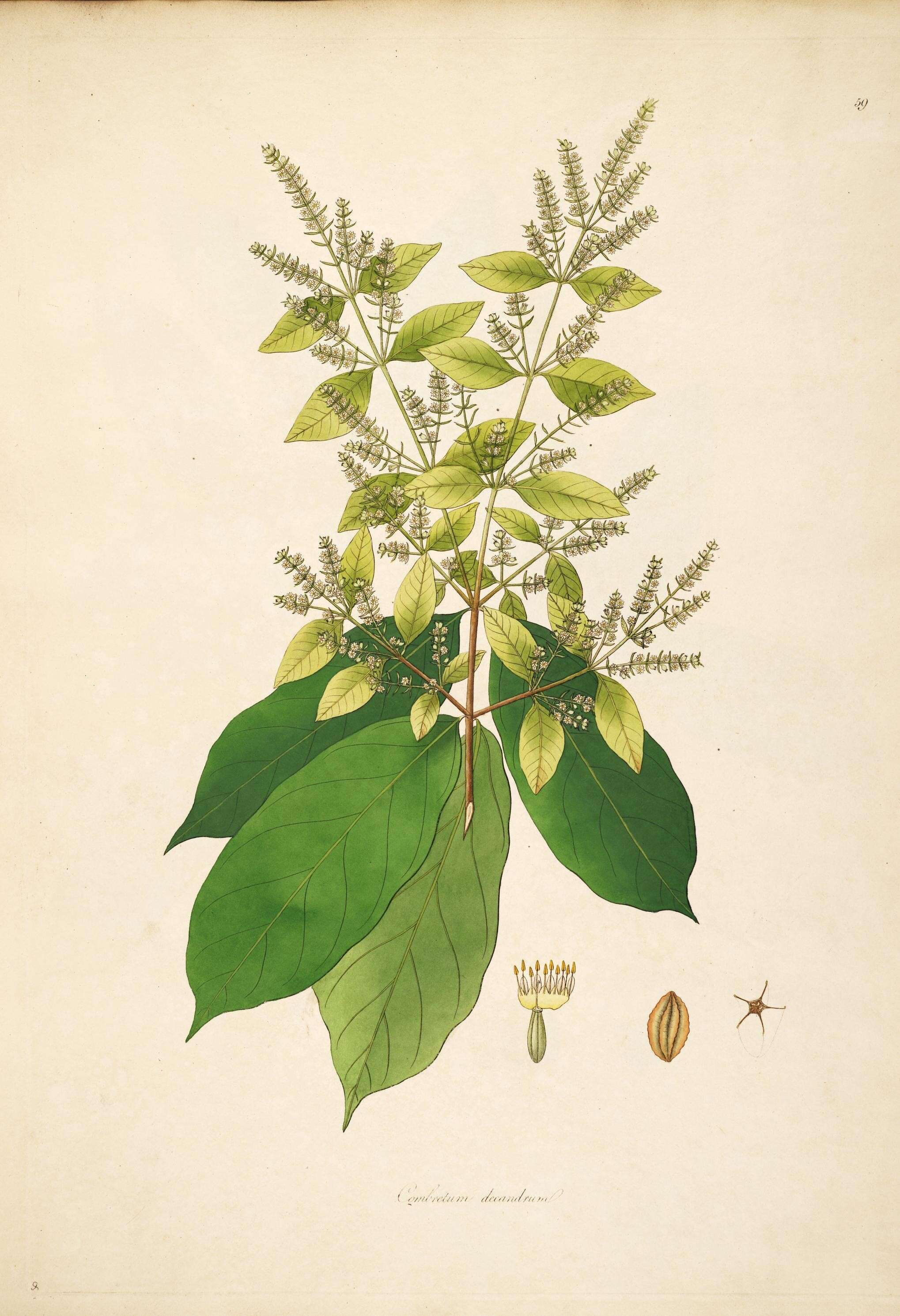 Image of combretum family