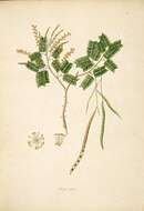 Слика од Prosopis cineraria (L.) Druce