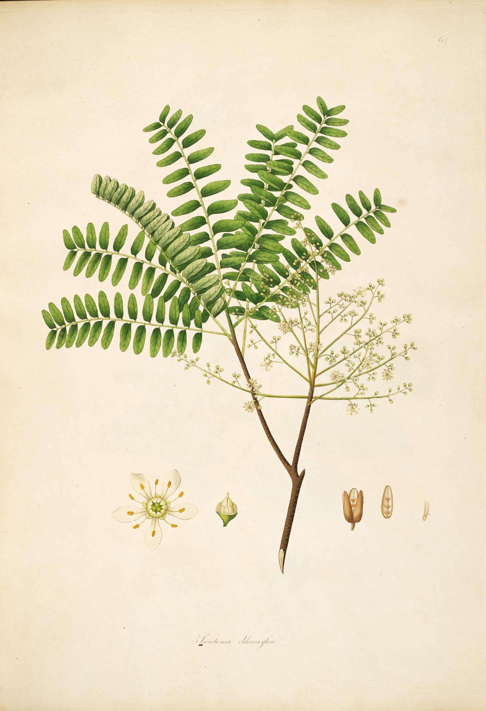 Chloroxylon resmi