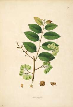 Holoptelea integrifolia (Roxb.) Planch. resmi