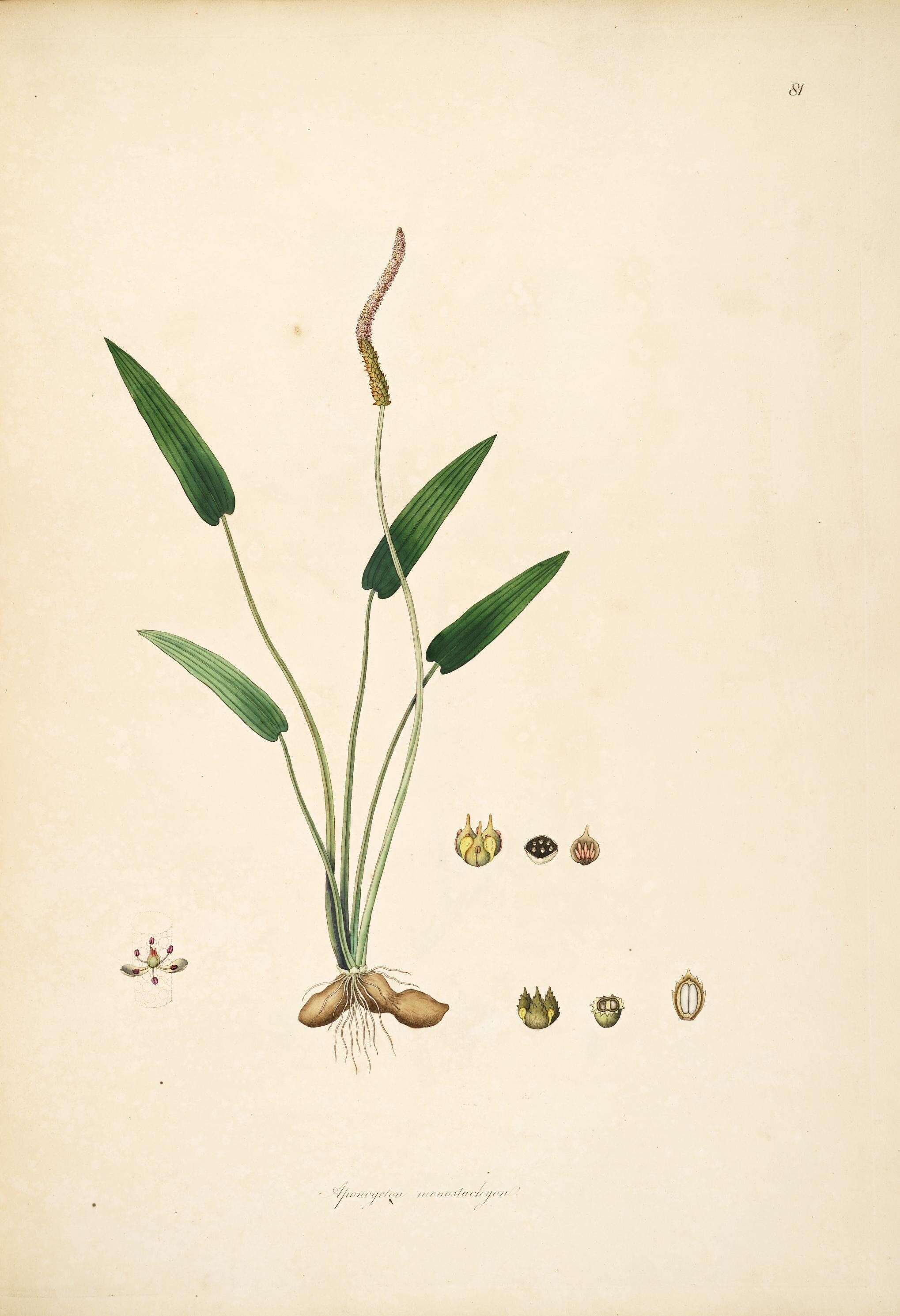 Image of Cape pondweed family