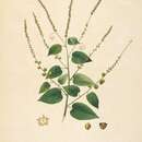 Image of Gouania scandens (Gaertn.) R. B. Drumm.