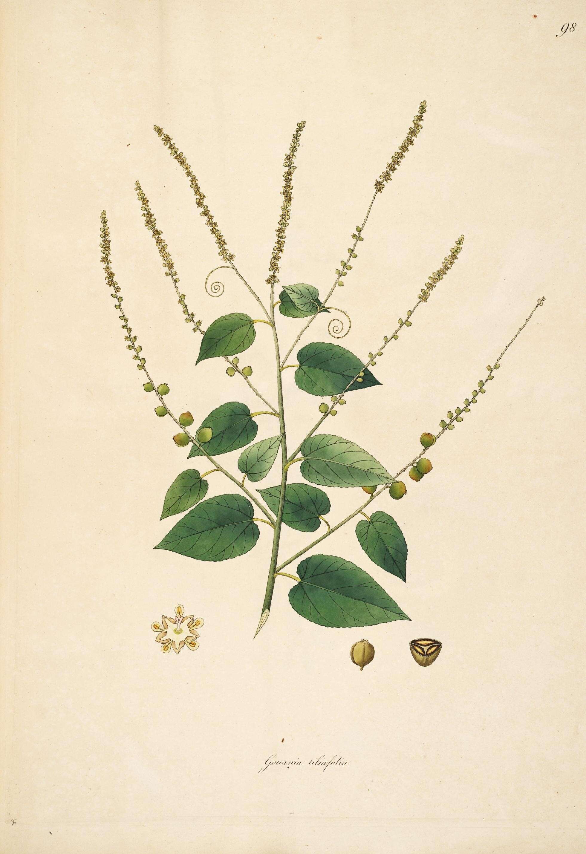 Image of Gouania scandens (Gaertn.) R. B. Drumm.