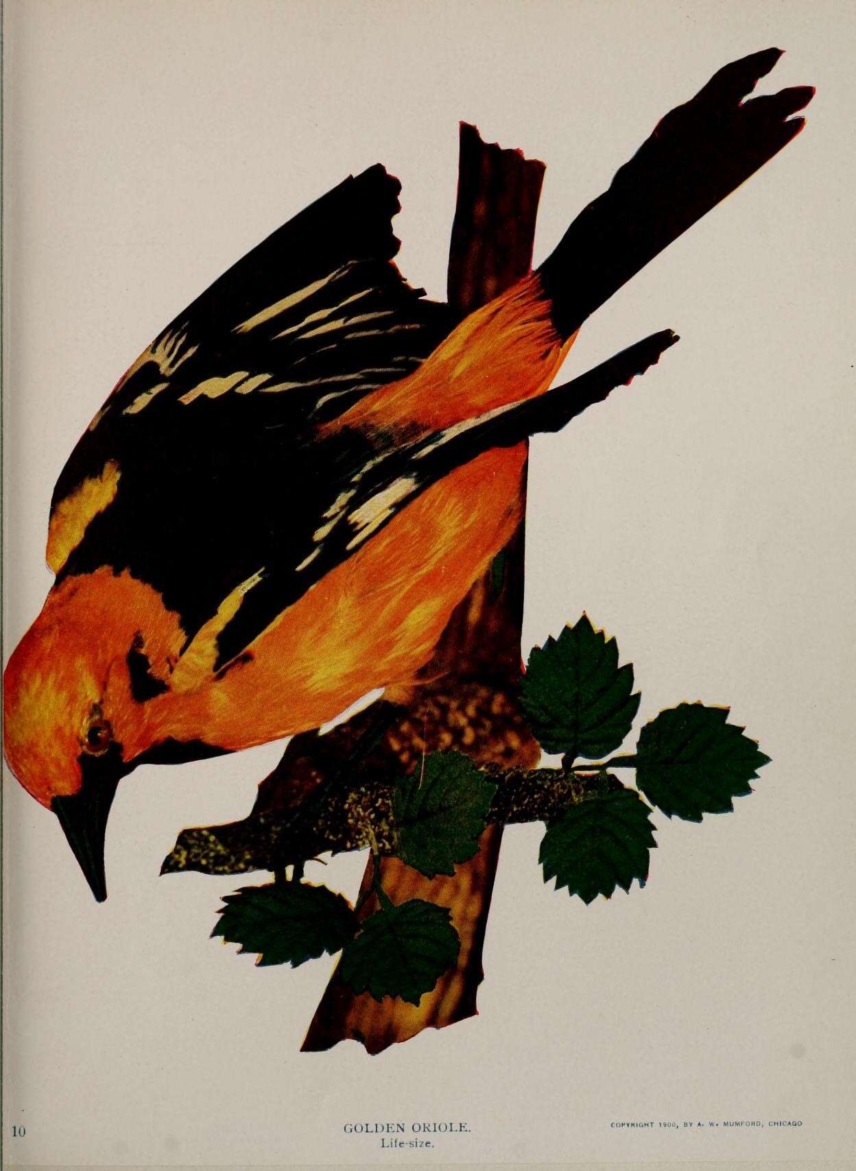 Image of Altamira Oriole