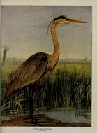 Image of Great Blue Heron