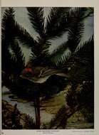 Image of goldcrests and kinglets