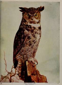 Image of Great Horned Owl