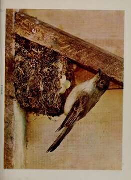 Image of Eastern Phoebe