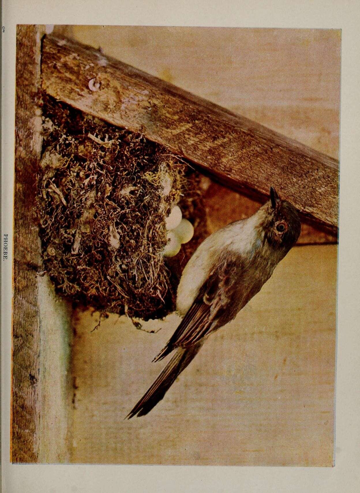 Image of Eastern Phoebe