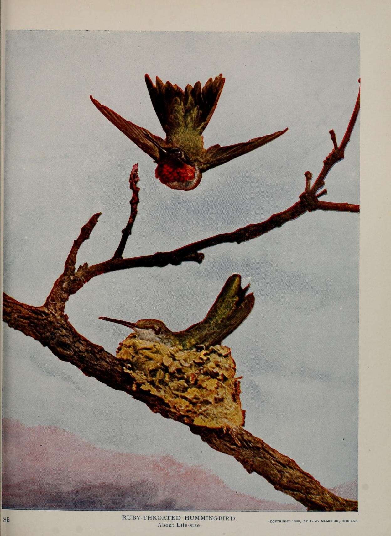 Image of Ruby-throated Hummingbird