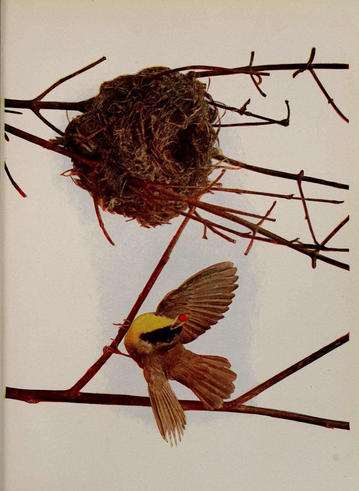 Image of Common Yellowthroat