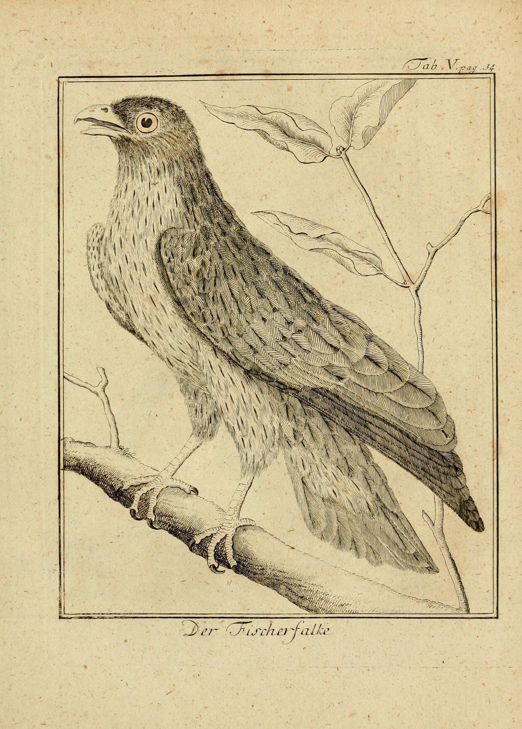 Image of Crinifer Jarocki 1821