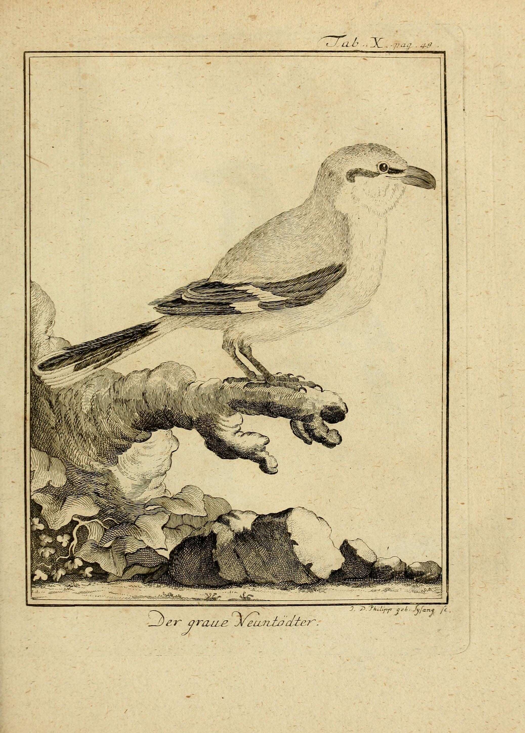 Plancia ëd Lanius excubitor Linnaeus 1758