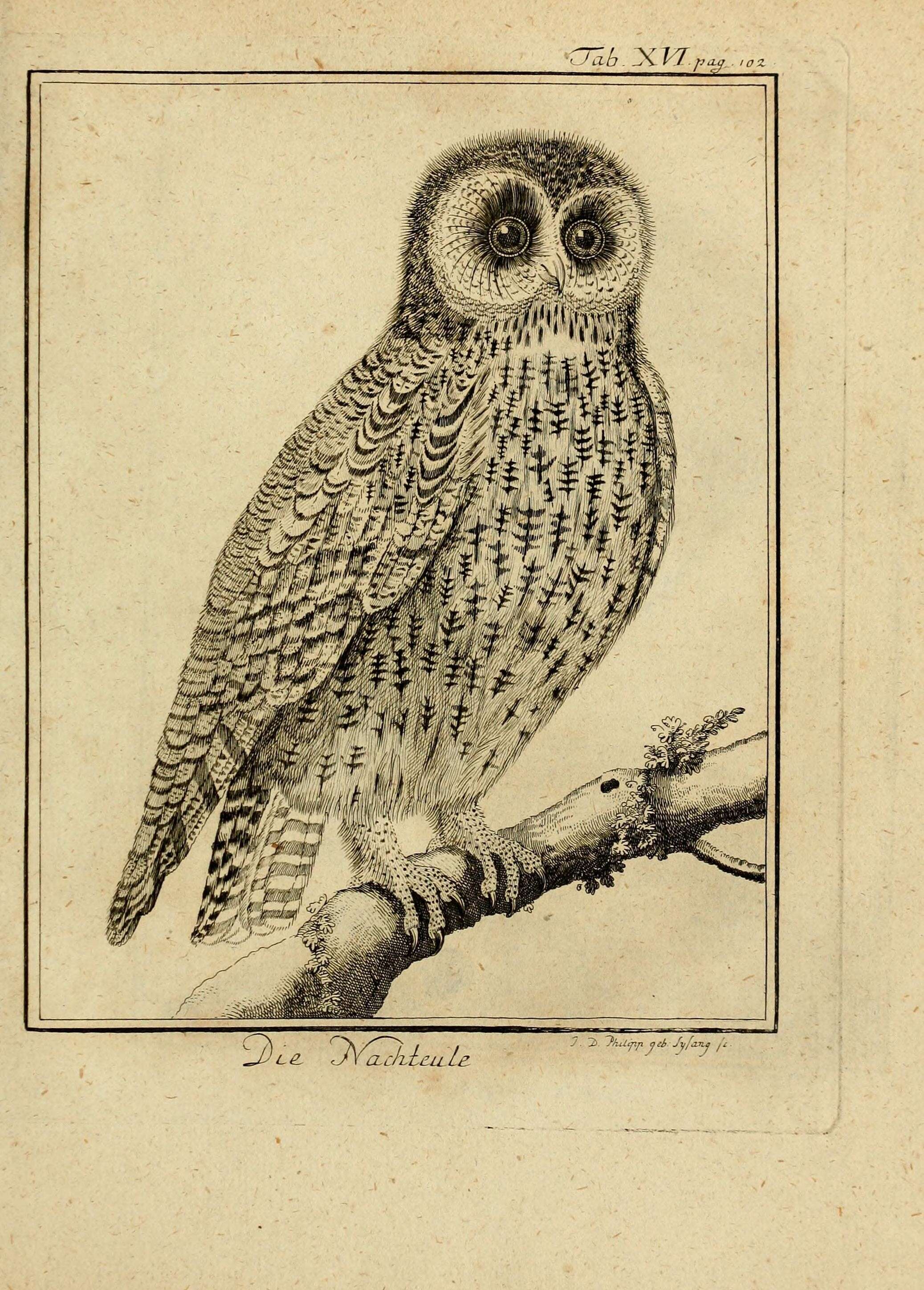 Image of Tawny Owl