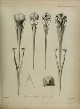 Apteryx australis Shaw 1813 resmi