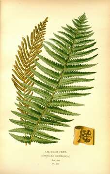 Image of Matteuccia struthiopteris subsp. struthiopteris