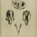Image of Phascolarctos fuscus