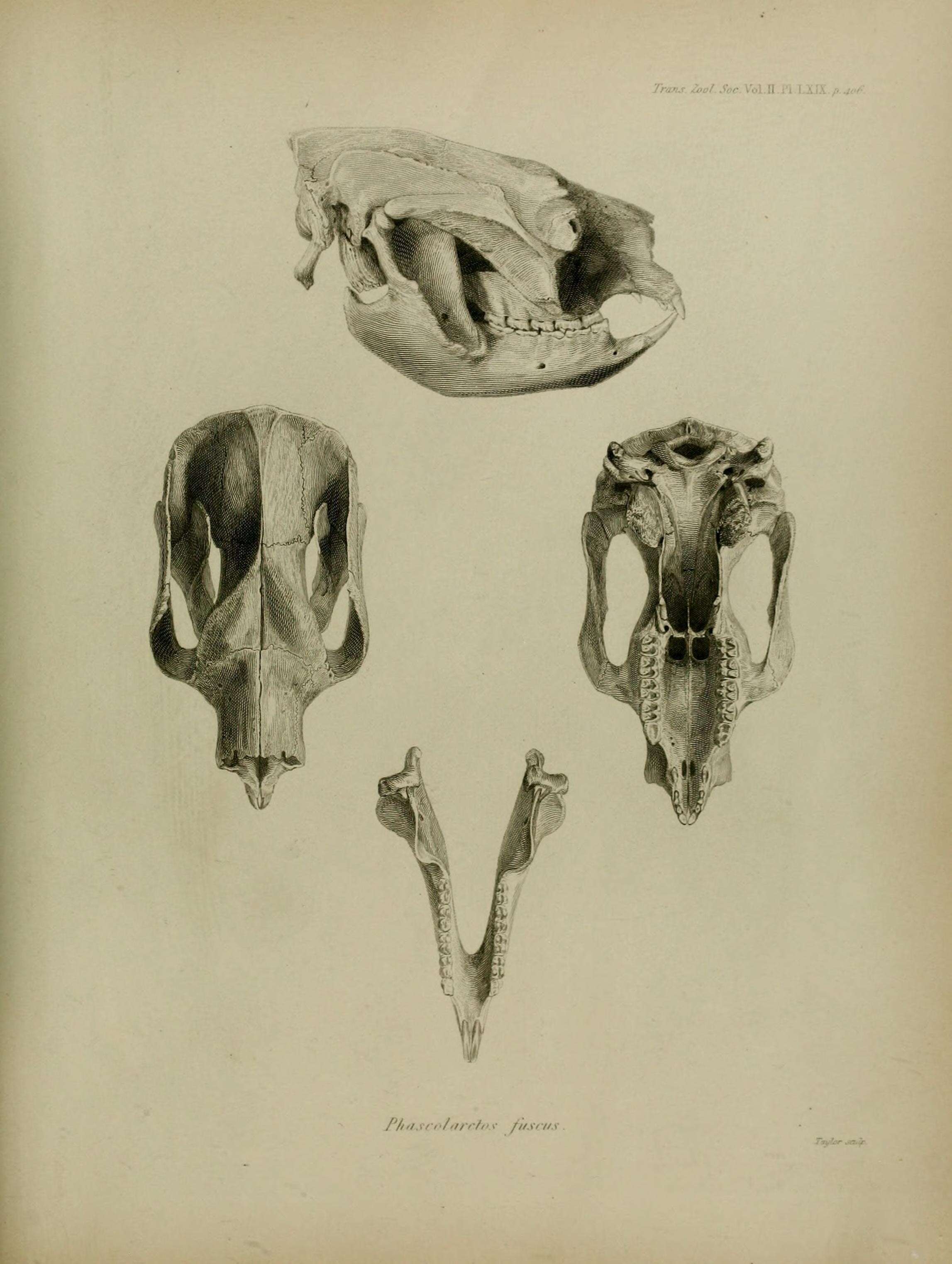 Image of Phascolarctos fuscus