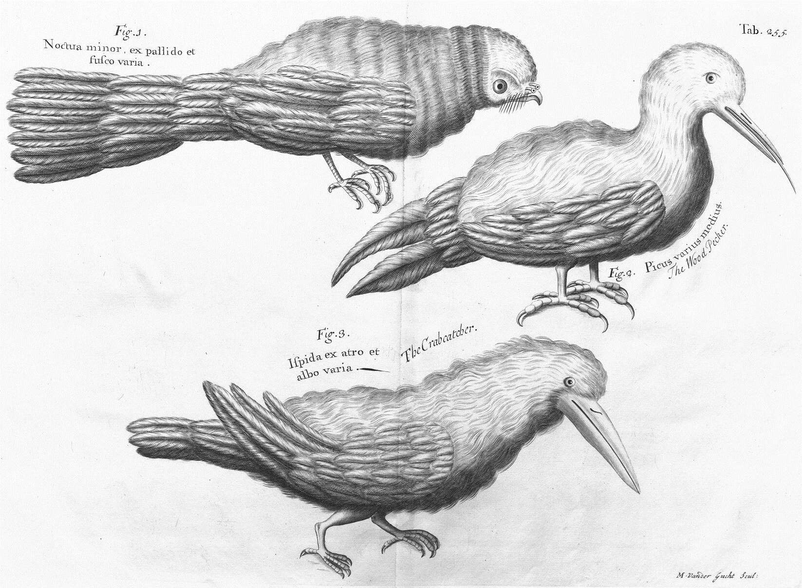 Siphonorhis Sclater & PL 1861的圖片