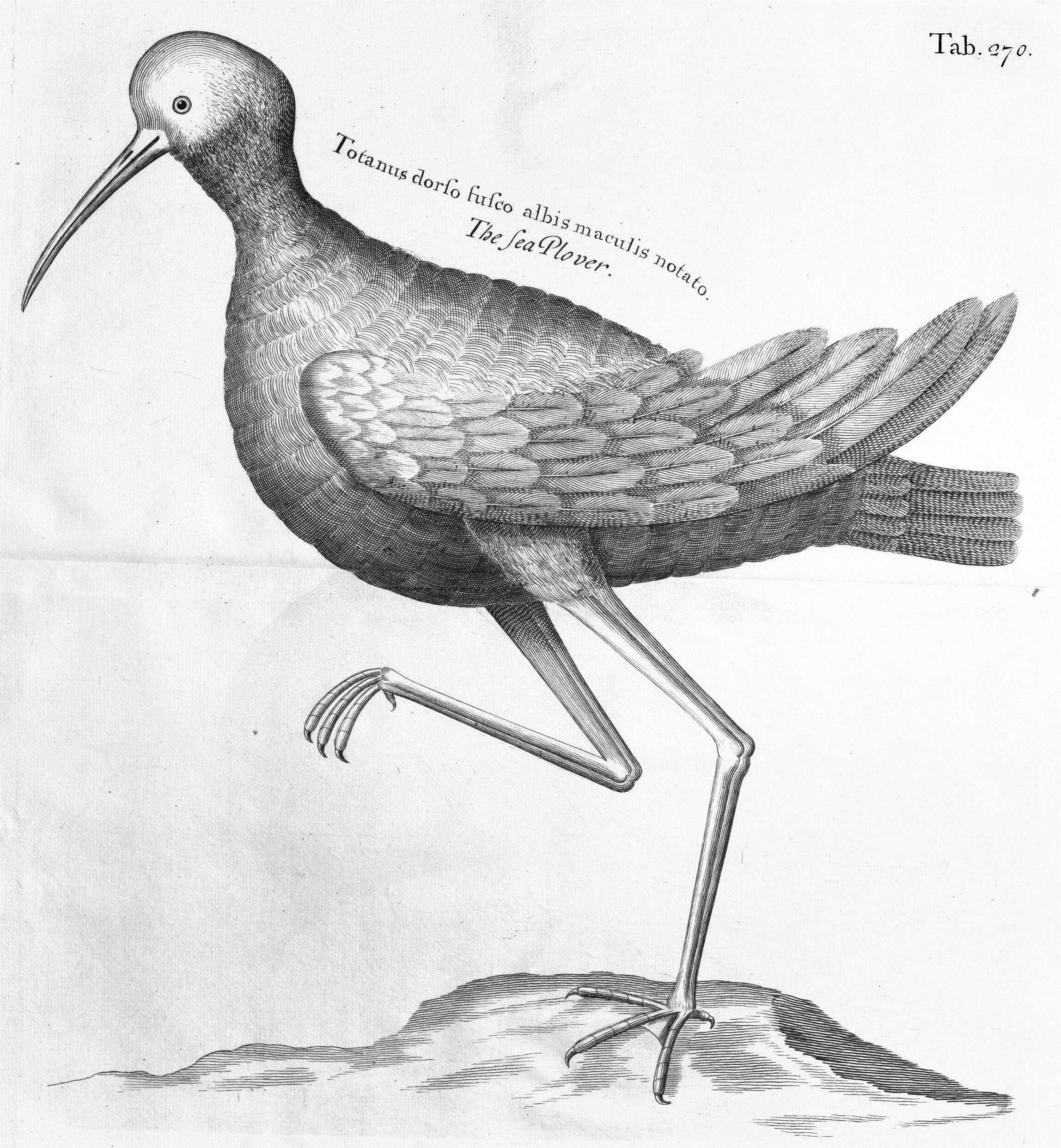 Image of Pluvialis Brisson 1760