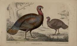 Imagem de Meleagris gallopavo Linnaeus 1758