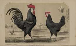 Image of Red Junglefowl