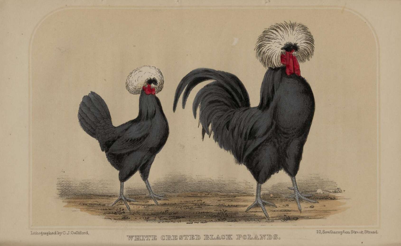 Image of Red Junglefowl