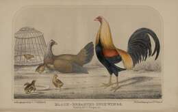 Image of Red Junglefowl