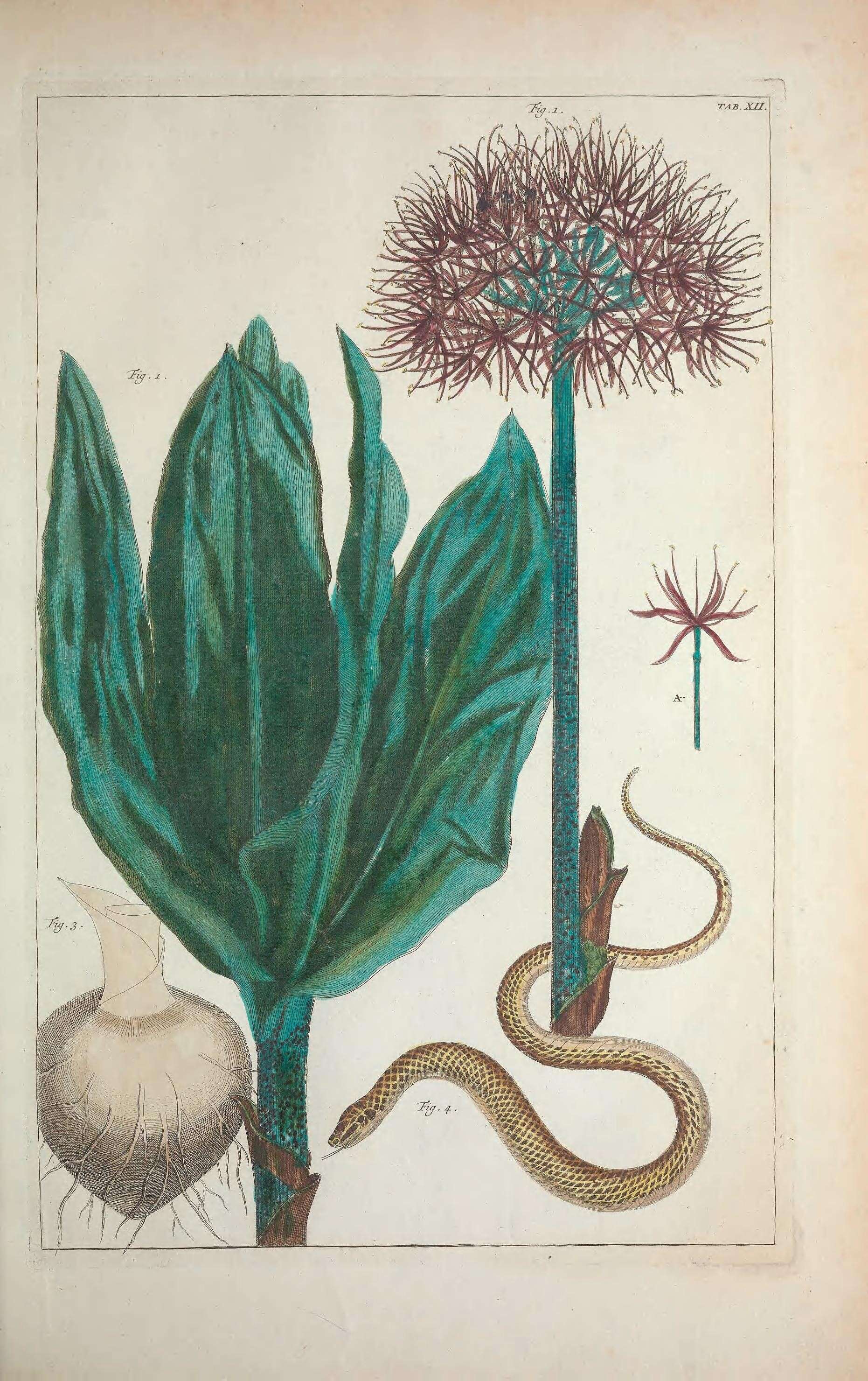 Image of Katherine Blood-lily