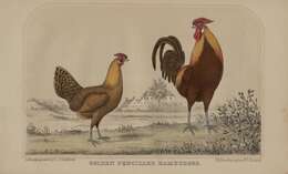 Image of Red Junglefowl