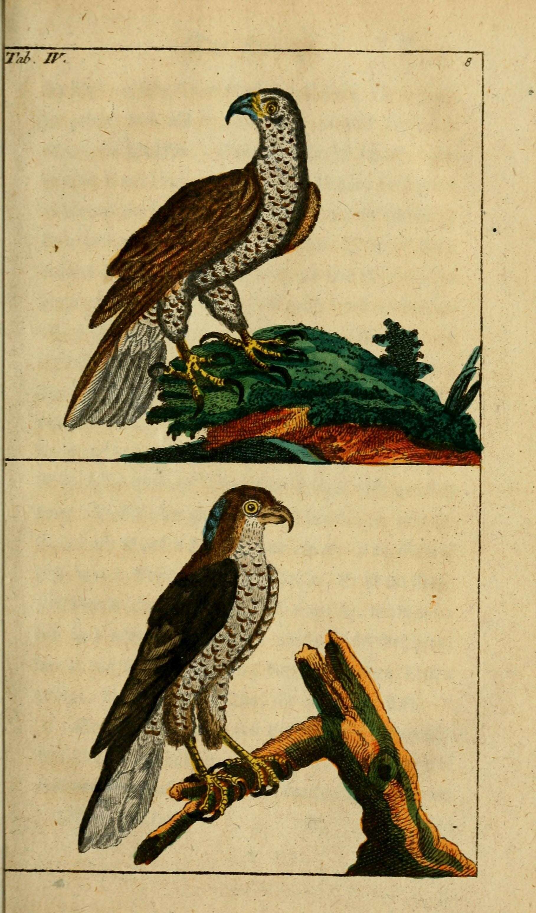 Image of Eurasian Goshawk