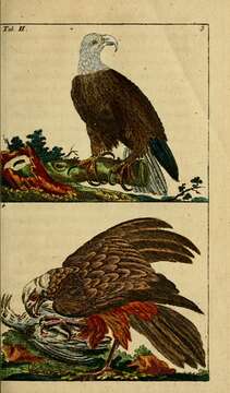 Imagem de Haliaeetus leucocephalus (Linnaeus 1766)