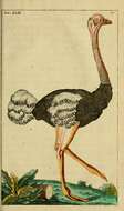 Image of ostriches