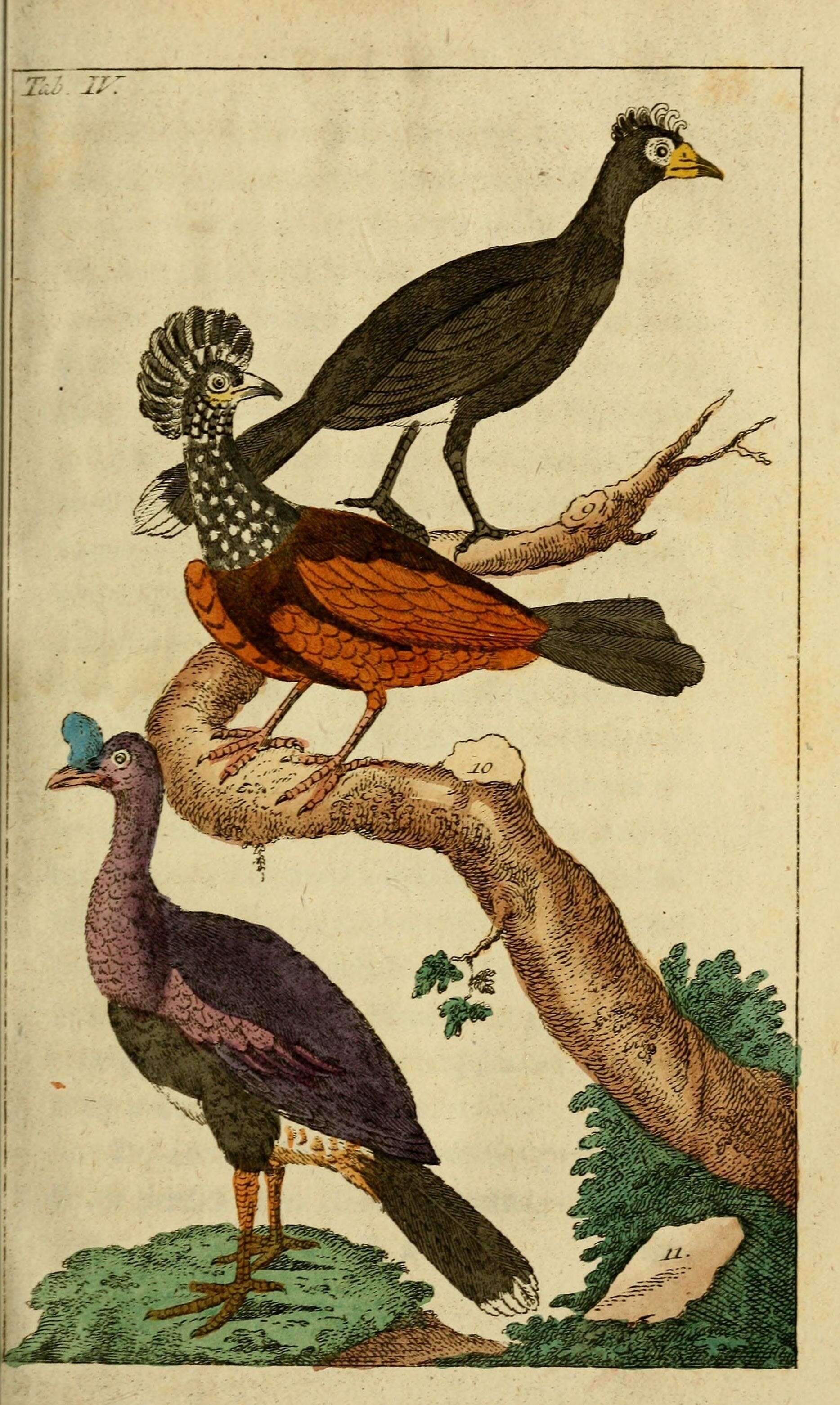 Image de Pauxi Temminck 1813