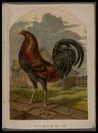 Image of Red Junglefowl