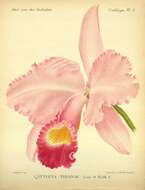Image of Cattleya trianae Linden & Rchb. fil.
