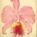 Imagem de Cattleya mossiae C. Parker ex Hook.