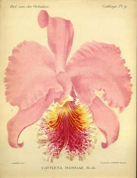 Слика од Cattleya mossiae C. Parker ex Hook.