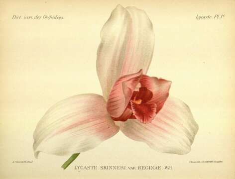 Image de Lycaste virginalis (Scheidw.) Linden