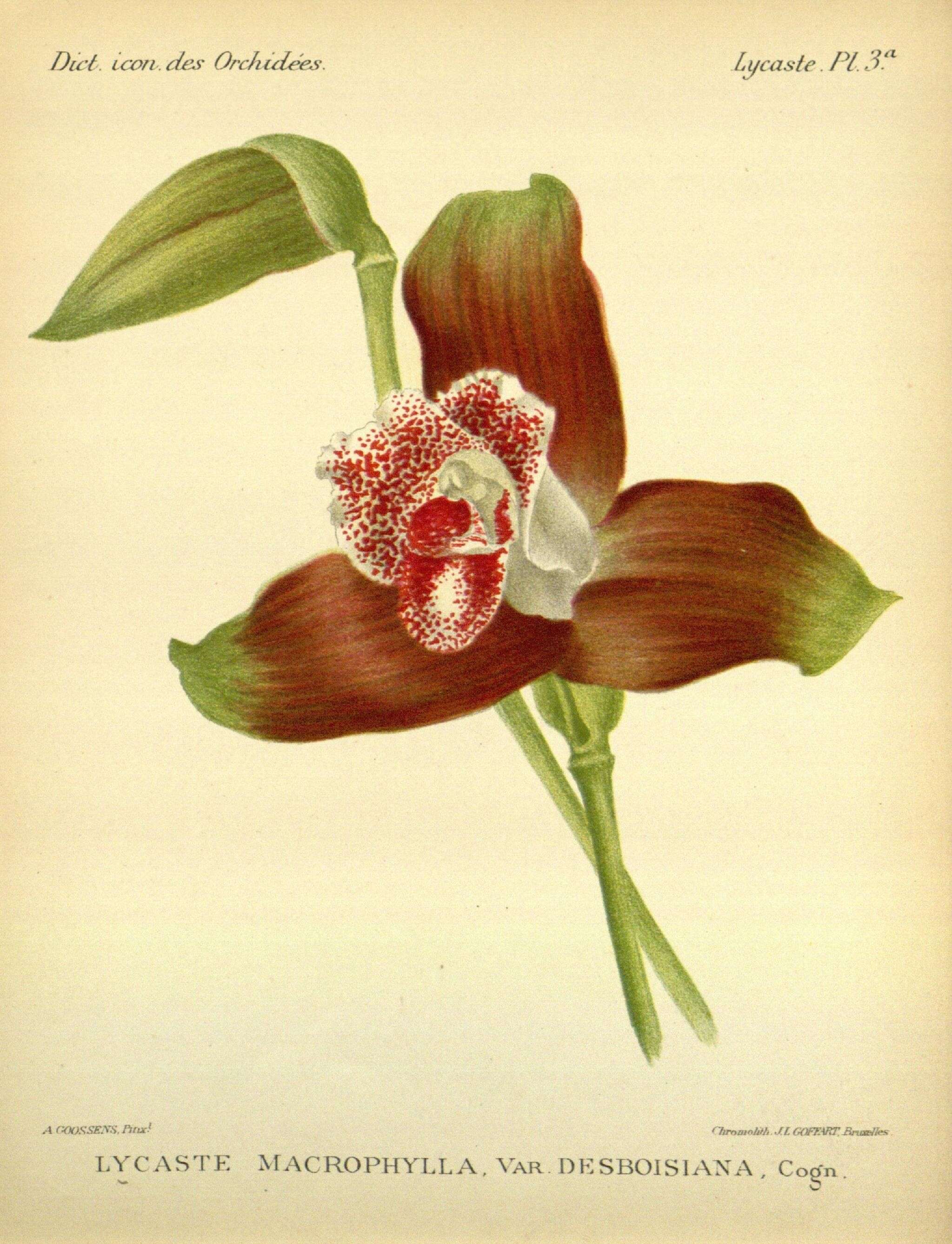 Image of Orchid