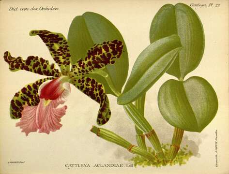 Plancia ëd Cattleya aclandiae Lindl.