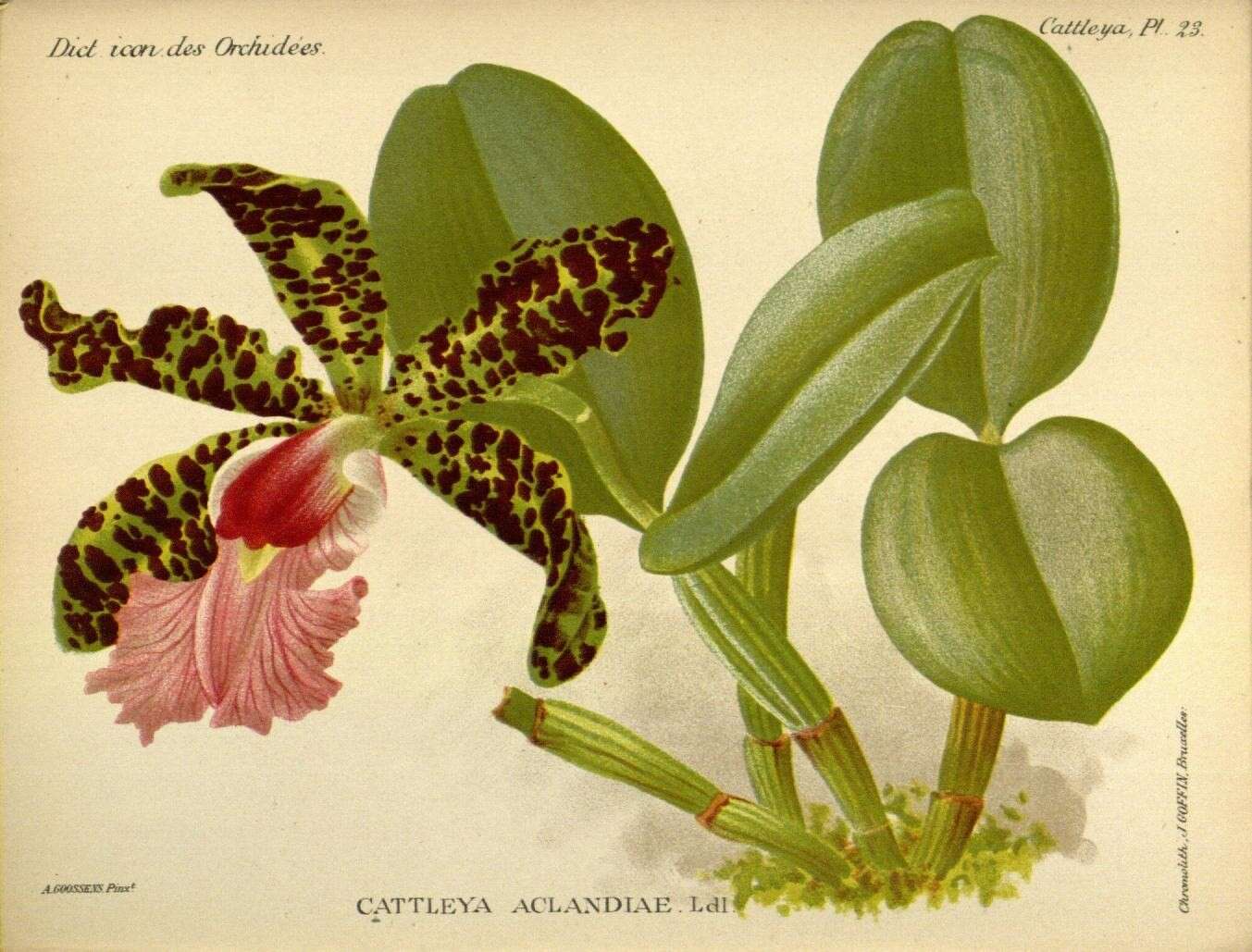 Image of Lady Ackland's Cattleya