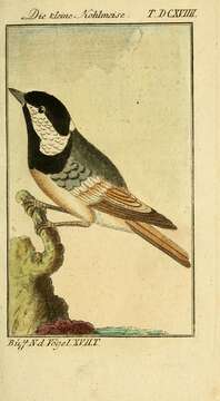 صورة Periparus Sélys-Longchamps 1884