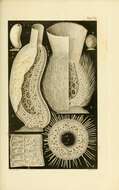 Image de Leucandra aspera (Schmidt 1862)