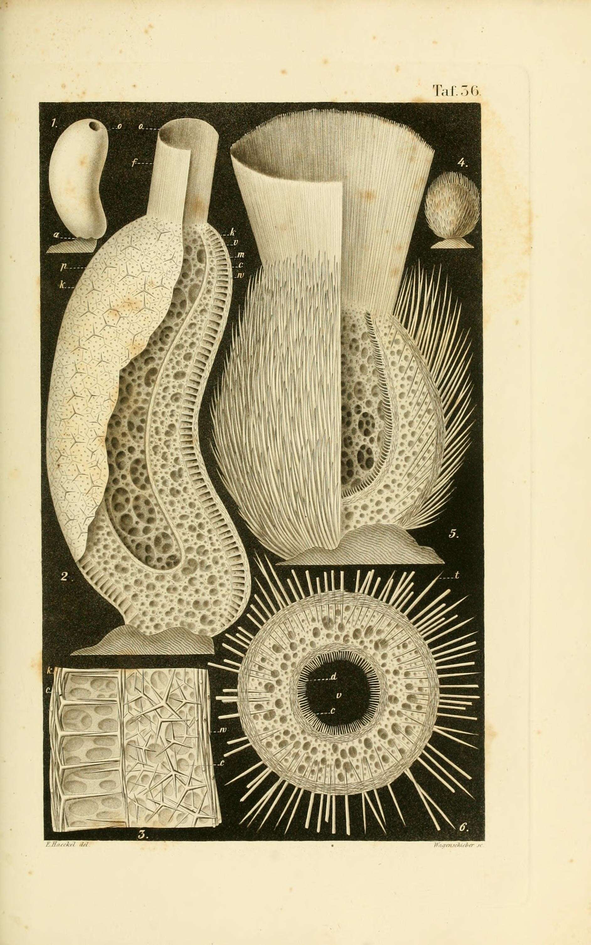 Image of Leucandra Haeckel 1872